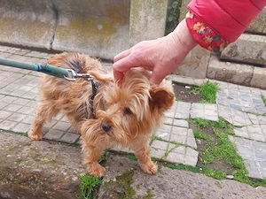 Dora sucht ihr Zuhause (noch auf Sardinien)