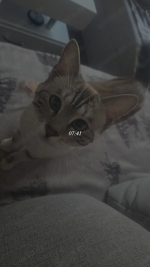 Katzenmädchen sucht dringend ein neues Zuhause 