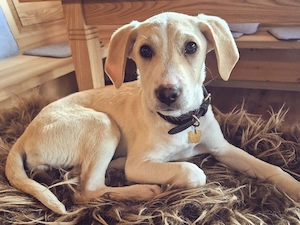 Aurelia sucht ihr Zuhause