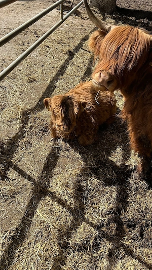 Schottisches Hochlandrind männlich Highland Cattle Zuchtbulle 