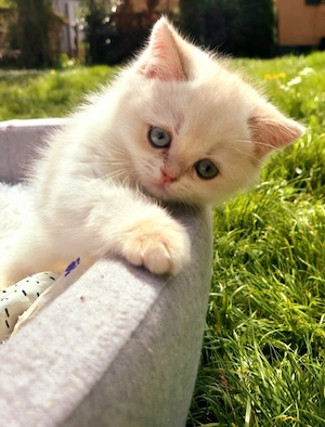 Seltene BKH Kitten in Golden Shaded Point mit exzellentem Stammbaum  Geimpft Gechipt + EU Pass