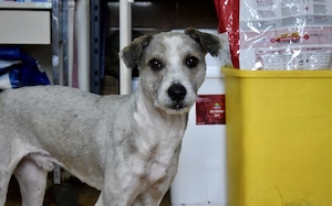 Schüchterner und liebenswerter Tibor sucht ruhiges Zuhause