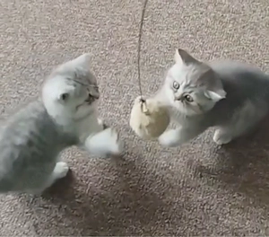 Britisch Kurzhaar Kätzchen 