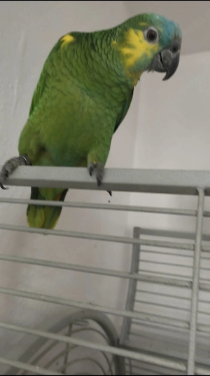 Blaustirn Amazone Hähne