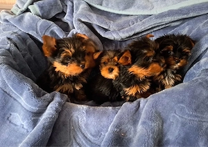 Yorkshire terrier Welpen