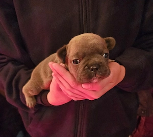 Welpen Französische Bulldogge  