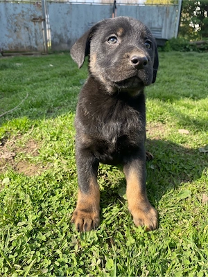 Süße Labrador-Mix Welpen ab Anfang Mai abzugeben   