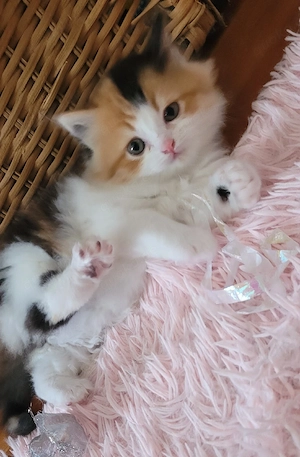 Kleines Ragdoll-Wunder sucht ein liebevolles Zuhause