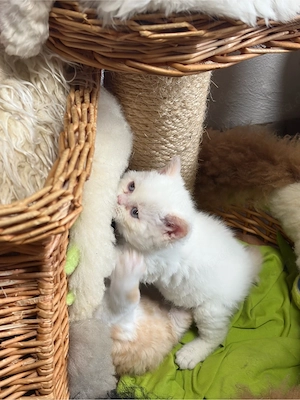 Selkirk Rex Lockenbärchen, aus der Klosterstadt