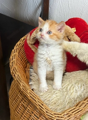 Selkirk Rex Lockenbärchen, aus der Klosterstadt