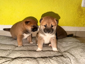 süße shiba inu Welpen