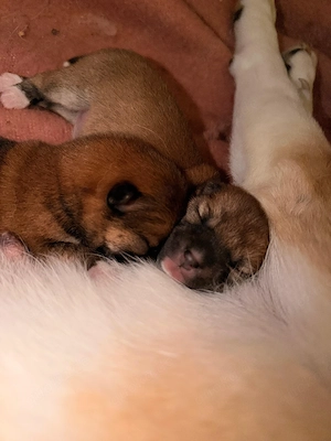 Reinrassige shiba inu welpen 