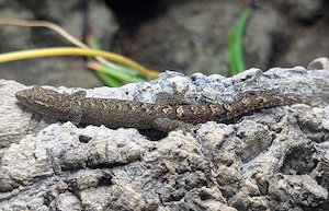 Jungferngeckos - Lepidodactylus lugubris 
