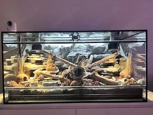 Suche Leopardgecko (Weibchen, ca. 3 Jahre alt)