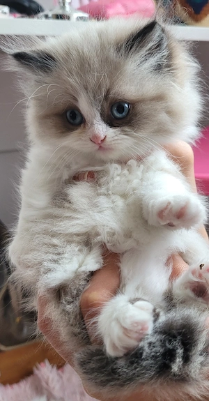 Wunderschöner Ragdoll-Kater sucht ein liebevolles Zuhause   