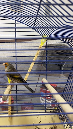 mishling stieglitz x kanarienvogel