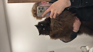 Liebevoller Kater Dusty 