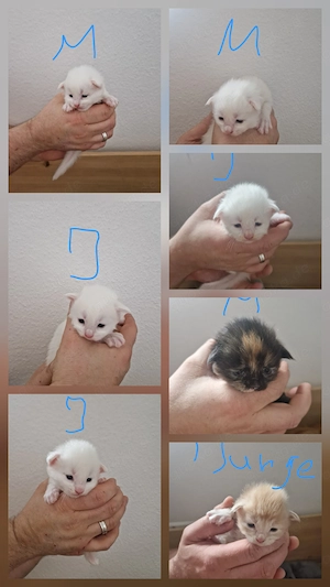 Hübsche gesunde Maine coon Kitten ab Juni suchen ein Liebevolles Zuhause 