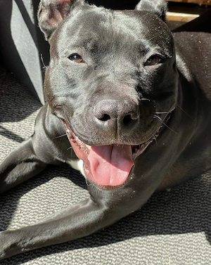 Aktive & verschmuste Hündin Bella - 3 J. sucht Zuhause