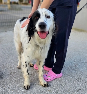 Weißer Bim mit schwarzem Ohr sucht ein Zuhause