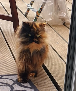 Zwei Sűsse Katzen suchen ein neues Zuhause 37620 