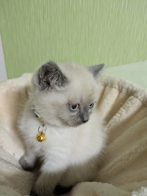 Bezaubernde Siam Blutpoint Heiligen Birma Kitten