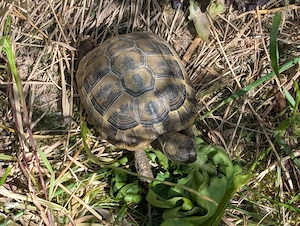 Griechische Landschildkröten 
