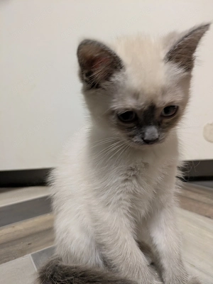 Exklusive Kitten Mama Heilige Birma Papa Siam Blutpoint 