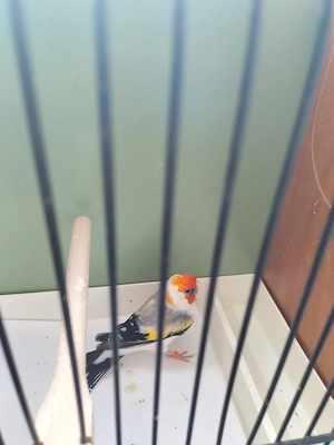 Stieglitz Mayor Mutation