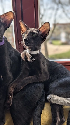 Orientalische Kurzhaar Kitten, 20 Wochen, kastriert 