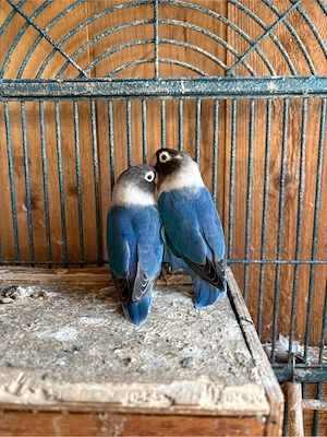 Unzertrennliche (Agaporniden)   2 Pärchen, legen aktuell Eier