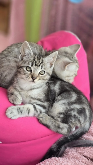 BKH Blondy 550,00  und Grauy 550,00 