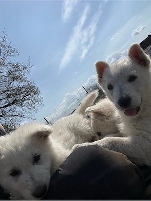 weißer Schweißer Schäferhunde 