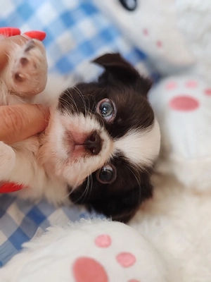 *Chihuahua Welpen mit Ahnentafel Körzucht*