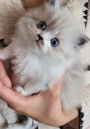    Verspielter kleiner Kater sucht sein Für-immer-Zuhause     