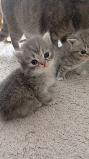 BkH kitten junge und mädchen 