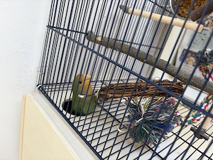 Unzertrennliche Pfirsichköpfchen Zahm