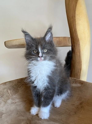 Supersüße Maine Coon Kitten