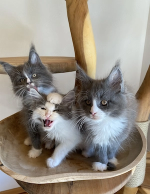 Supersüße Maine Coon Kitten