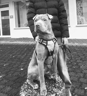 Shar-Pei Rüde sucht dringend liebevolles Zuhause