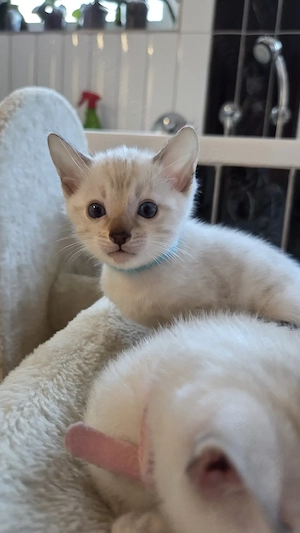Snow Lynx Bengal Kitten