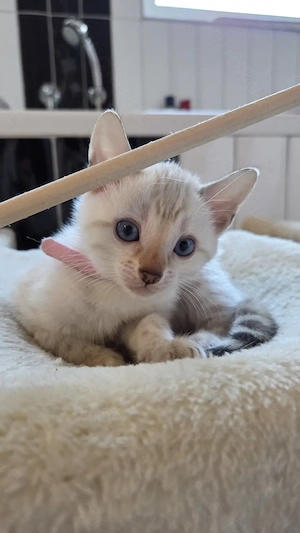 Snow Lynx Bengal Kitten