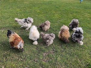 US-Silkies   US-Seidenhühner: Abgabe von Eiern