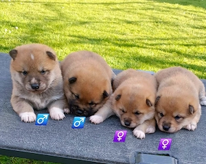  Shiba Inu Welpen,reinrassig