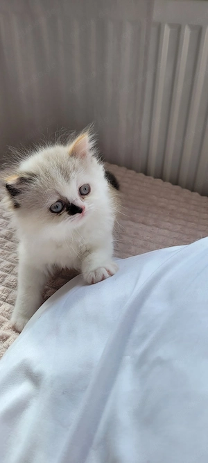 Herzallerliebstes Ragdoll-Kätzchen wartet auf dich   