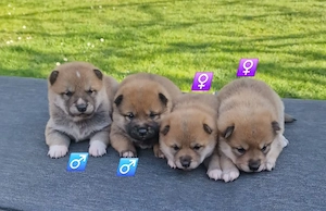  Shiba Inu Welpen,reinrassig (1 Welpe reserviert)