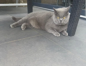 Chaton British Shorthair