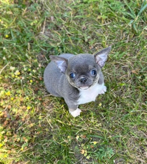 Chihuahua mini welpen