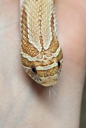 Toffee Conda het Sable, Mai Tai - Heterodon nasicus, Hakennasennatter