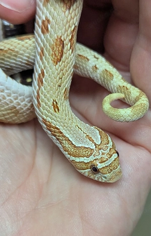 Toffee Conda het Sable, Mai Tai - Heterodon nasicus, Hakennasennatter
